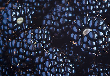Close-up of fresh blackberries